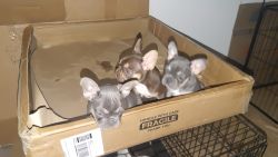 AKC french bulldog puppies for new home