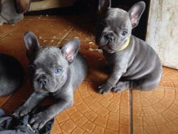 Blue French Bulldog Puppis