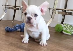 ALL WHITE FRENCH BULLDOG PUPPIES
