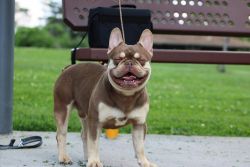 Male Frenchie Rehoming