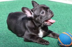 AKC French Bulldog Puppies Luna and Spur