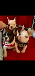 Valentines Day Lilac Merle and Piebald French Bulldog Puppies