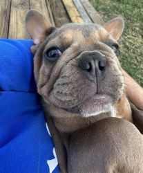 For Sale French Bulldog