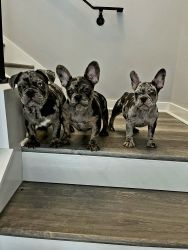 New Shade Isabella Frenchbulldog Puppies
