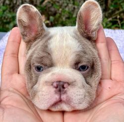 FRENCH BULLDOG PUPPY AVAILABLE