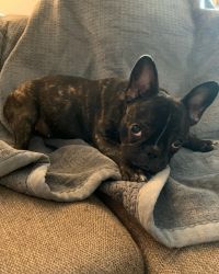 9 month old frenchie