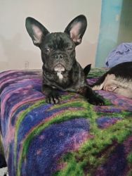 4 mo old male Frenchie needs a home