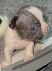2 males 4 weeks old French bulldogs