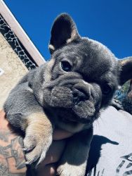 Beautiful Frenchies Akc vaccinated and dewormed