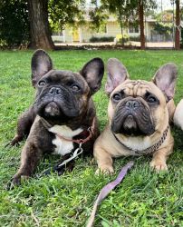 Young Adult French Bulldog male