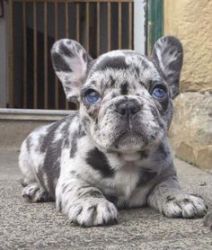 Available Lovely French Bulldog Puppies