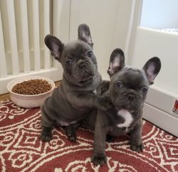 Healthy Solid Blue French Bulldog Puppies