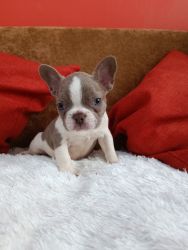 Female french bulldogs looking for a forever home. 3 and 4 months old.