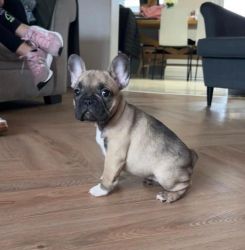 Male and female French bully puppies for adoption