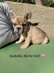 Isabella Merle Girl