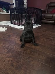 Frenchie male puppy