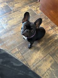 13mo Old Frenchie