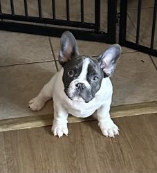 Frenchie Puppies to loving home