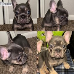 Quality French Bulldogs