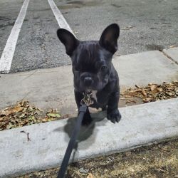 French bulldog 4 month's old