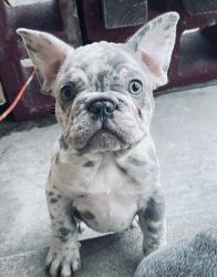 Merle French Bull dog puppies
