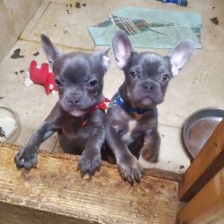 Frenchie puppies for sale