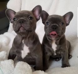 Rare Healthy Blue French Bulldog Puppies Available