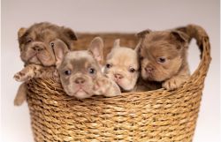 Fluffy carriers/ Big rope Frenchies AKC registered!