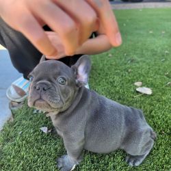 Frenchie puppies available