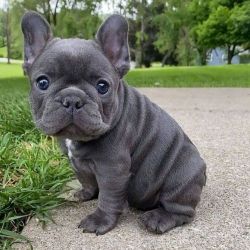 French Bulldog Puppies For Sale