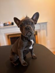 Frenchie Puppy for Sale!