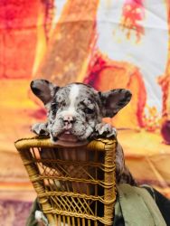 14 week old male Merle French Bulldog born 11/20/2023