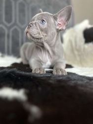 French Bulldog Puppies Ready For Forever Homes