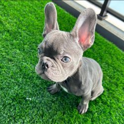 Male French Bulldog puppy available