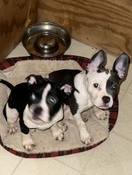 Fluffy Frenchie and American Bully mix pups