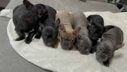 FRENCHIES FOR SALE‼️