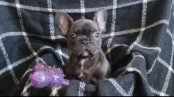 French bulldog puppy looking for a home