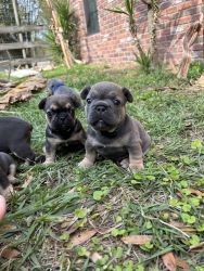 AKC French bull dog puppies for sale!