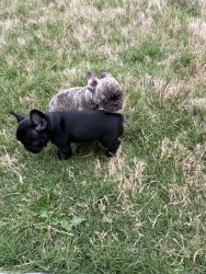 Frenchie boys available