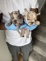 French bull dogs puppies