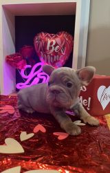 Rehoming French bulldogs