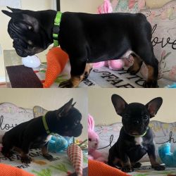 Male frenchie available