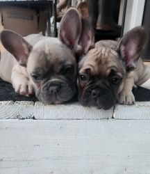 Lilac and tan or sable Frenchies