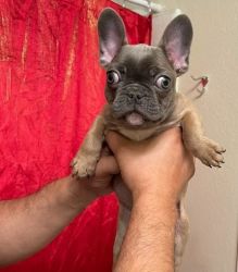 Two male lilac fawn chocolate lilac French Bulldog pups 13 wks