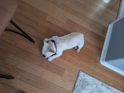 White 9 month Frenchie