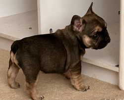 Sable with tan points female French Bulldog puppy