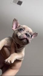 Affordable Frenchie puppies