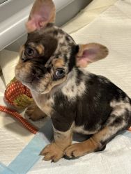 French Bulldog For Sale in Des Moines (1) | Petzlover