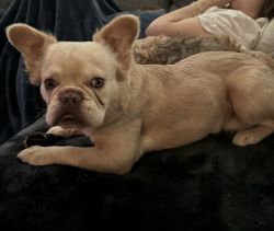 Fluffy French Bull Dog 10 months old needs new home