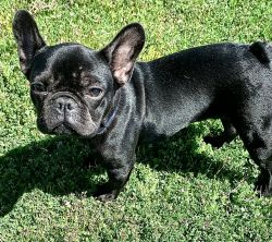 Beautiful 6 month old Frenchy male